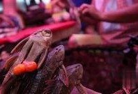 在线观看食人鱼,在线直播的生存挑战