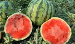 云南吃瓜事件网红,网红引发的网络狂欢与反思